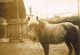 'Oakies horse, Mouldy'